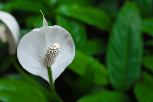 Algunos enfoque de Anthurium en el fondo del parque verde, fondo natural