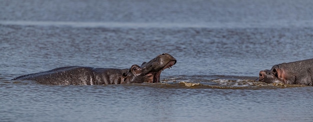 Algunos hipopótamos Hippopotamus Amphibius en el Parque Nacional Kruger