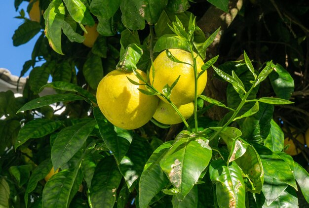 Algunos limones en el árbol