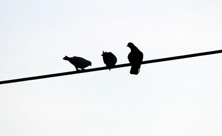 Algunos pájaros sentados en el cable eléctrico En el fondo el cielo está nublado y hermoso