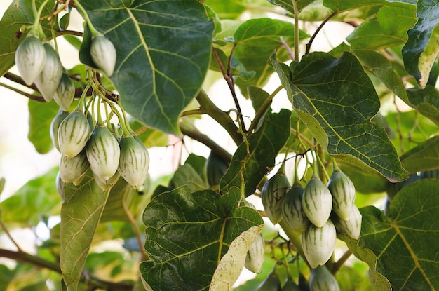 Algunos tamarillos creciendo en la planta