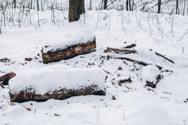 Algunos troncos de troncos abandonados cubiertos con una capa de troncos de nieve árbol