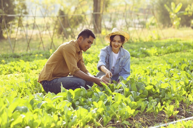 Alguns agricultores estão cuidando da conversão de vegetais orgânicos. O casal gosta de cultivar vegetais seguros para vender.