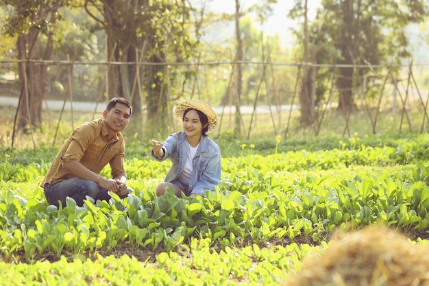 Foto alguns agricultores estão cuidando da conversão de vegetais orgânicos. o casal gosta de cultivar vegetais seguros para vender.