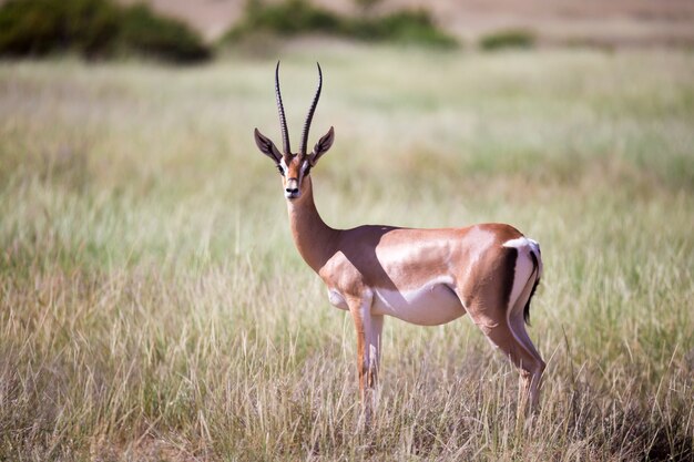 Alguns antílopes na paisagem gramada do Quênia