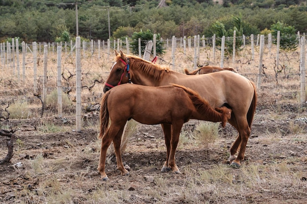 Alguns cavalos pastam em uma planície um rancho uma fazenda entre as colinas em um dia claro