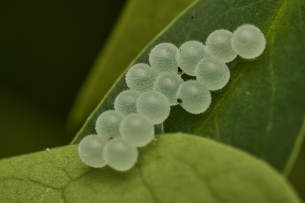 alguns ovos de insetos brancos numa folha verde