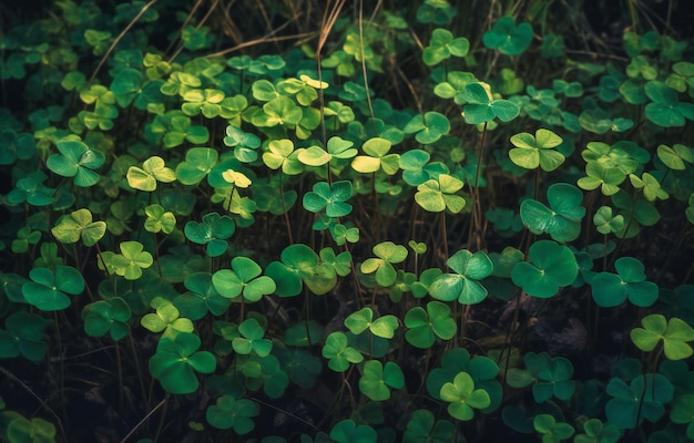 Alguns trevos verdes em um campo no estilo do simbolismo alquímico