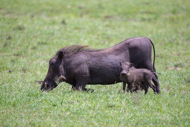 Alguns Warthogs estão pastando na savana do Quênia