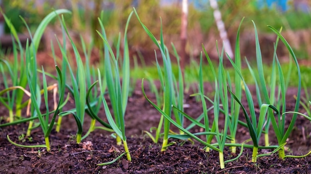 Alho Alho jovem brota na cama de primavera