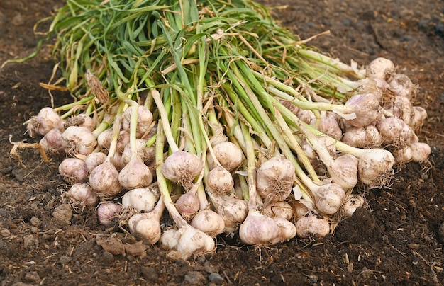 Alho recém-colhido fica em montes para curar a seco na hora da luz do sol Foco seletivo com espaço para cópia peles cravo bulbos raízes caules no chão