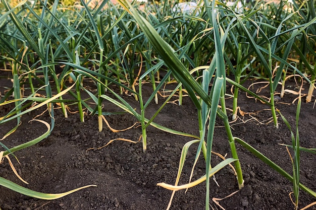 Alho verde plantado em fileiras no campo Fileiras suaves de alho jovem em crescimento no jardim