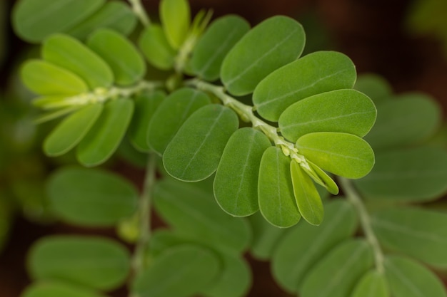 Foto aliados del género phyllanthus