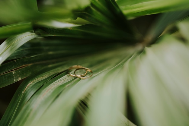 Alianças de casamento apoiadas por uma folha