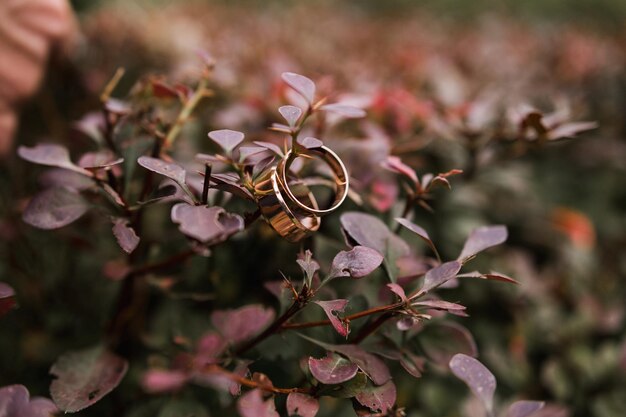 Alianças de casamento de ouro penduradas em um galho de arbusto