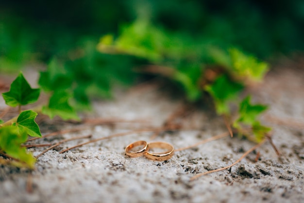 Alianças de casamento na ivy