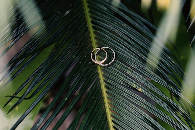 Alianças de casamento símbolo amor família Um par de alianças de casamento simples