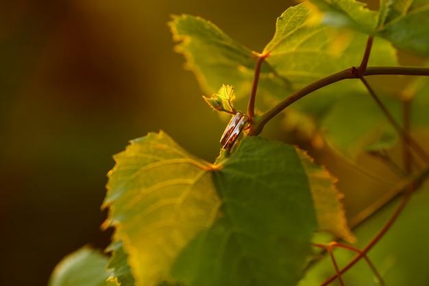 Alianzas de oro clásicas sobre hojas de uva