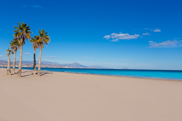 Alicante San Juan Strand mit Palmen von Mittelmeer