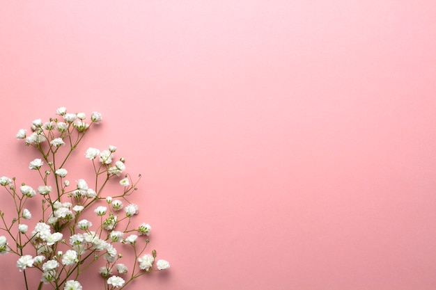 Aliento de bebé flores sobre un fondo rosa