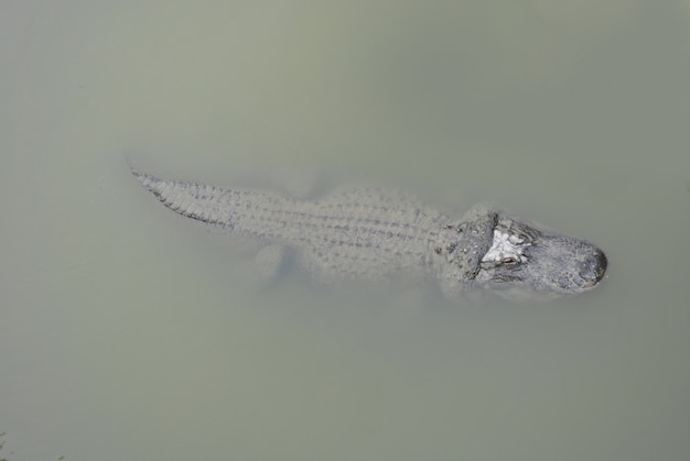 Aligador o cocodrilo en la reserva natural africana en sigean francia.