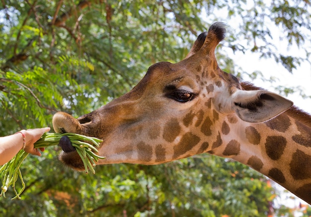 Foto alimenta a la jirafa comiendo en el zoológico.