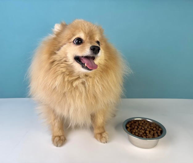 Alimentação de animal de estimação lindo cachorrinho de raça pequena Pomeranian Spitz cão Cãozinho saudável está olhando para a tigela com comida seca em fundo azul e vai comer