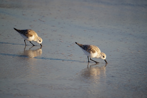 Alimentação de aves marinhas