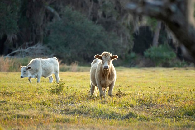 Alimentação de bovinos em pastagens de terras agrícolas Vacas leiteiras a pastar em pastagem verde da quinta num dia quente de verão