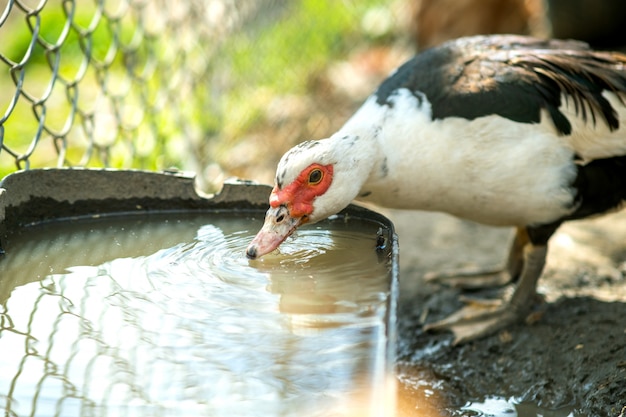 Alimentação de pato no curral rural tradicional. detalhe de uma água potável de aves aquáticas na jarda do celeiro. conceito de criação de aves ao ar livre.