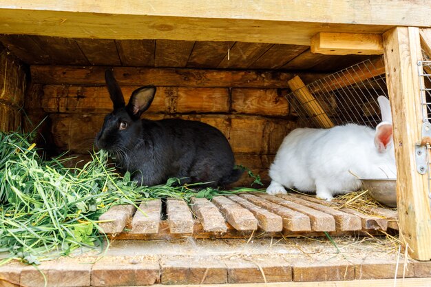 Alimentação de pequenos coelhos brancos e pretos mastigando grama na coelheira na fazenda de animais, fundo de fazenda de celeiro. coelhinho na gaiola na fazenda ecológica natural. pecuária animal moderna e conceito de agricultura ecológica.