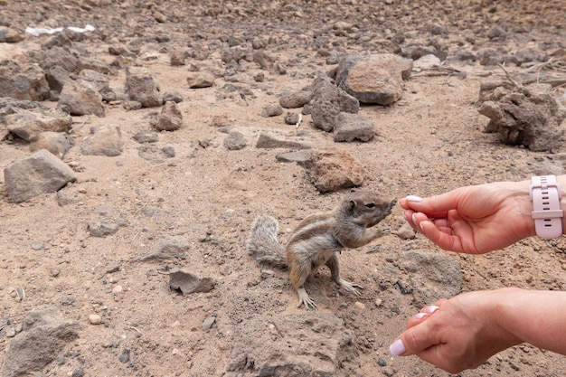 Alimentação manual do esquilo à terra de Barbary Fuerteventura Ilhas Canárias Espanha