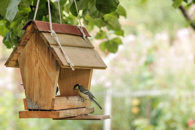 Alimentación de aves en el comedero del patio trasero