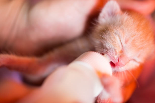 Alimentación de gatito huérfano con sustituto de leche.