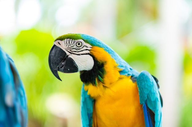 Alimentación loro naturaleza pájaro guacamayo