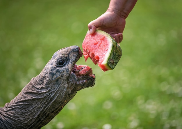 Alimentación manual de una tortuga gigante con una sandía