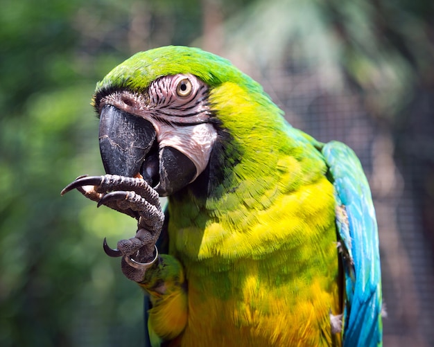 Alimentación del núcleo del loro en la naturaleza.