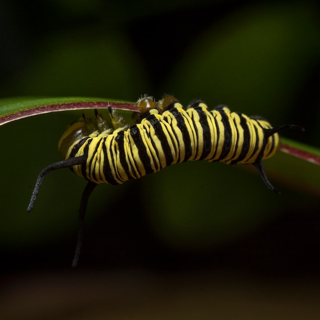 Alimentación de la oruga de la mariposa monarca