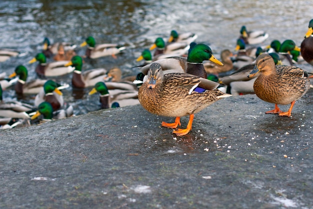 Alimentación de patos salvajes en la temporada de primavera. Patos de la ciudad en la orilla del lago.