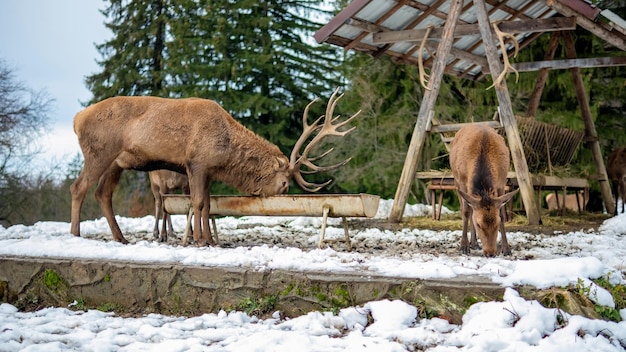 Alimentador con ciervos en un césped cubierto de nieve en los Cárpatos Rumania