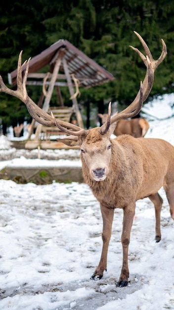 Alimentador con ciervos en un césped cubierto de nieve en los Cárpatos Rumania