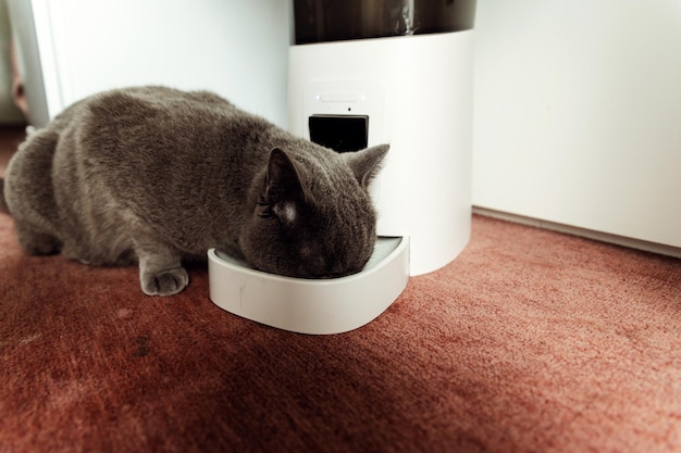 alimentador inteligente para gatos gato escocés está esperando alimentador de alimentos para mascotas alimentación automática para mascotas moderno