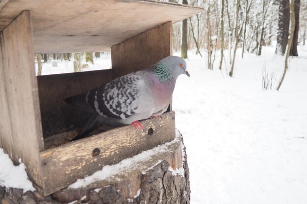 Alimentador o plataforma casera colgante para la alimentación de aves y ardillas en invierno y primavera durante