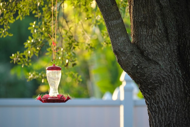 Alimentador para pássaros e esquilos pendurados em galho de árvore no parque ou quintal Amor e cuidado com o conceito de animais