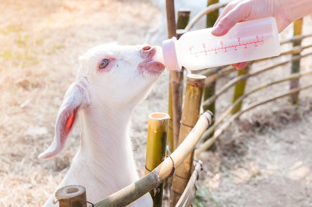 Alimentando a cabra bebê com mamadeira na fazendaAlimente a cabra faminta com leite