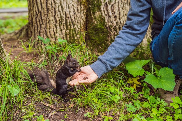 Foto alimentando a la ardilla en el parque de otoño mano de un hombre con nueces la ardilla está en un árbol come de la palma bonito día de otoño espacio de copia al aire libre de cerca