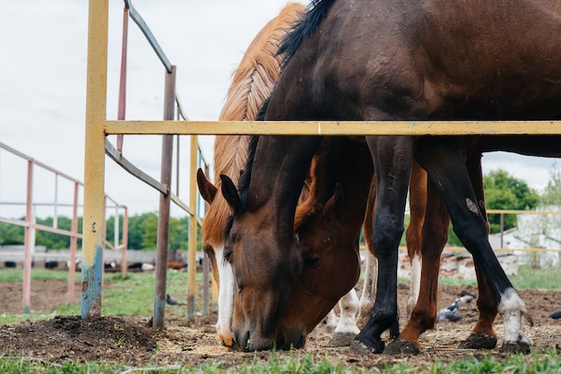 Alimentando caballos hermosos y saludables en el rancho. Ganadería y cría de caballos.