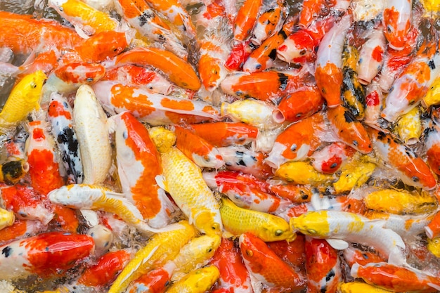 Alimentando carpa en estanque. Carpa lujosa y colorida, peces koi apiñados juntos compitiendo por la comida.