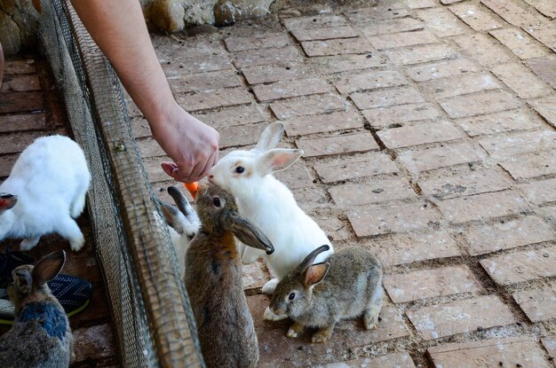 Alimentando coelhos para comer cenouras