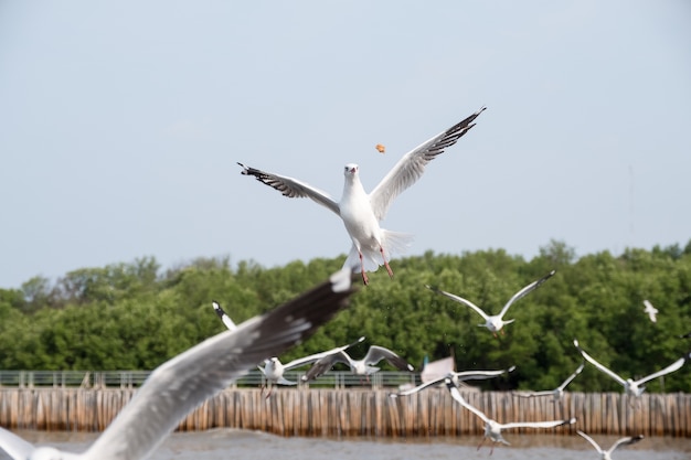 Alimentando a las gaviotas